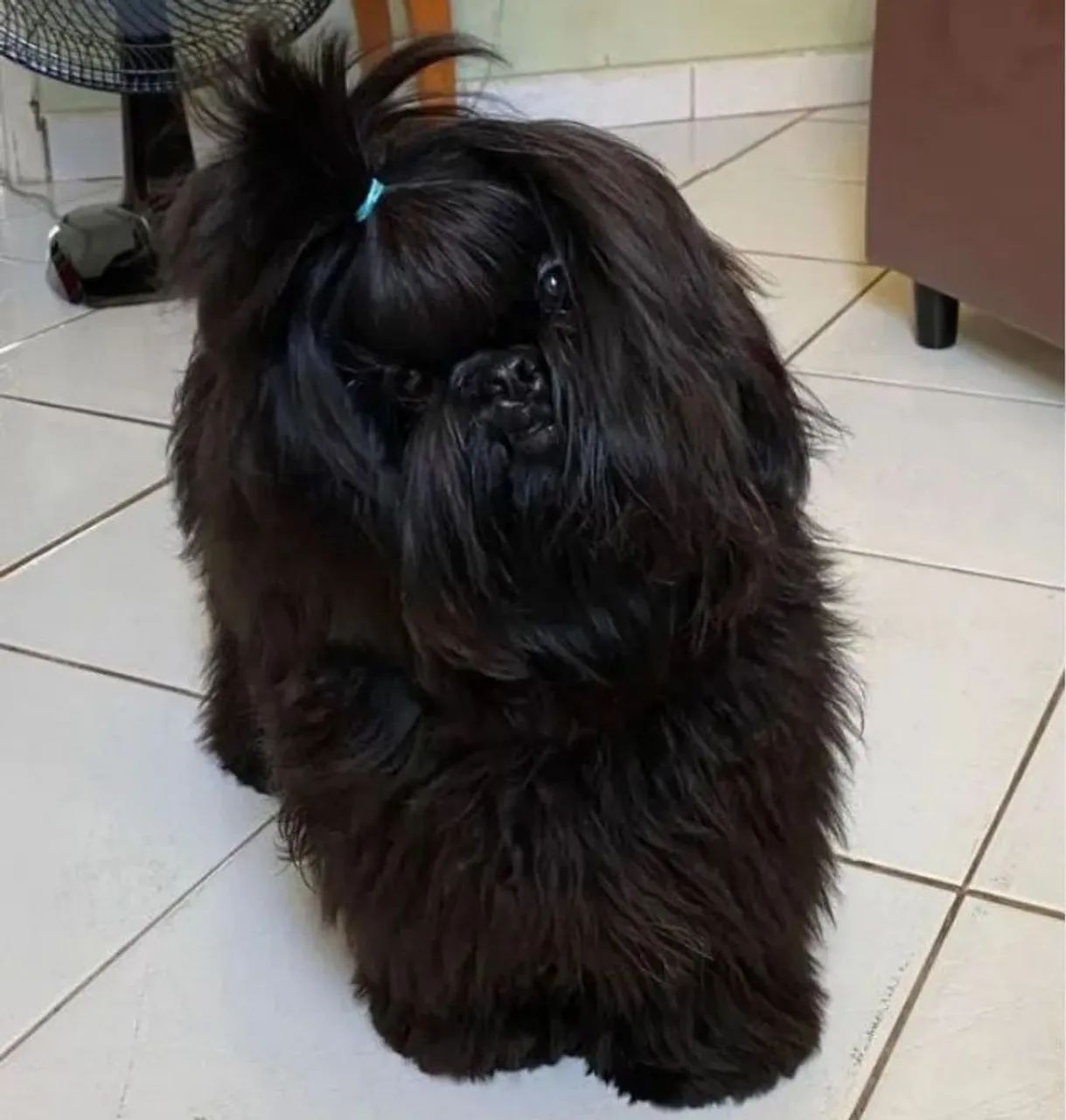 Filhote de Lhasa, macho - Foto 2
