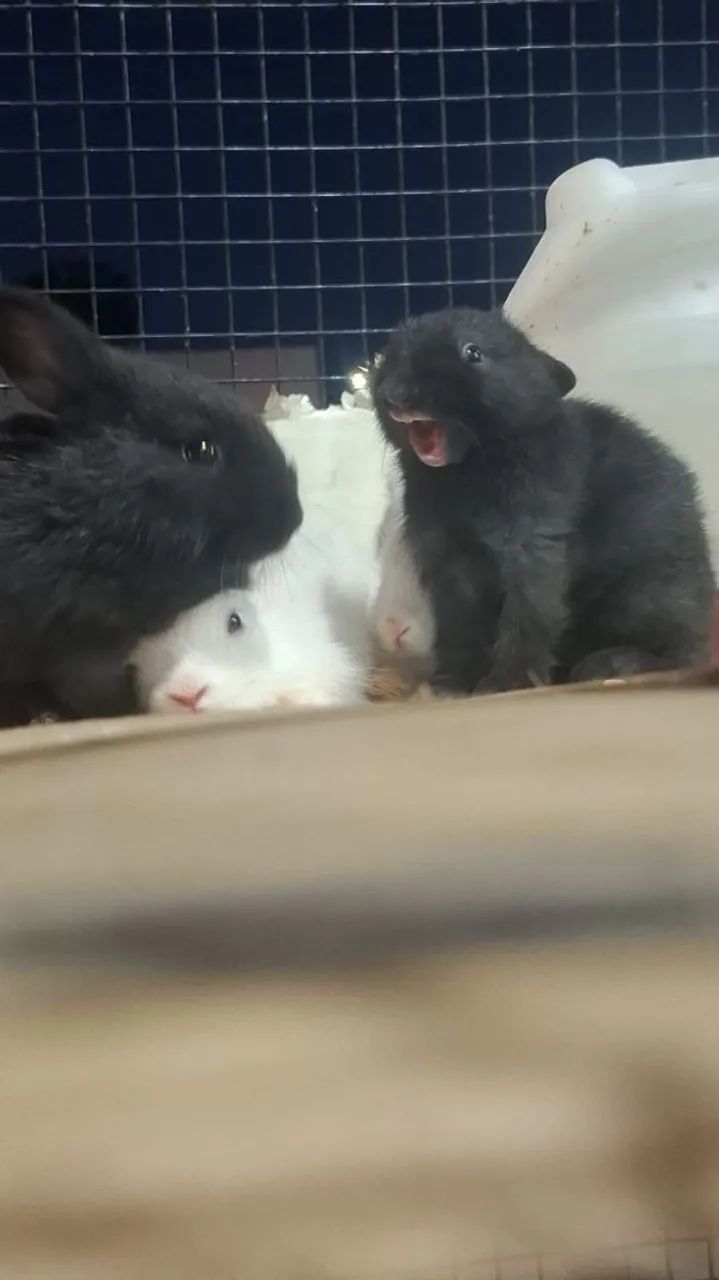 Coelhos