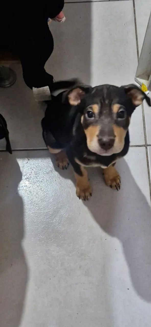 Cachorro filhote doação - Foto 2