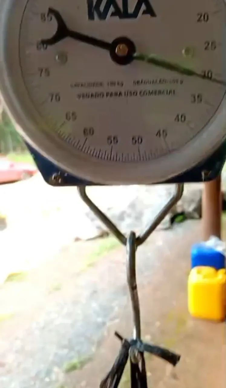 SILAGEM DE MILHO - Foto 4