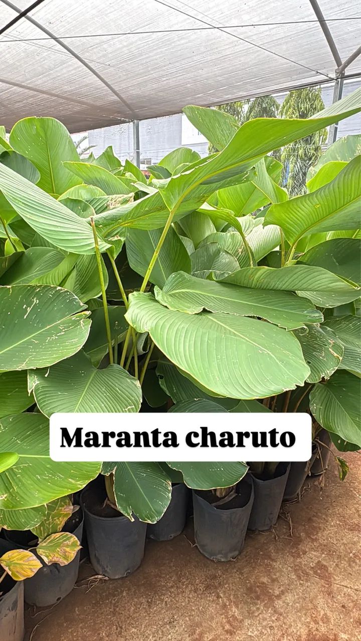 Maranta charuto  - Foto 3