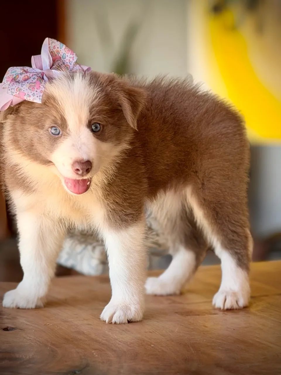 Border collie variadas cores  - Foto 5