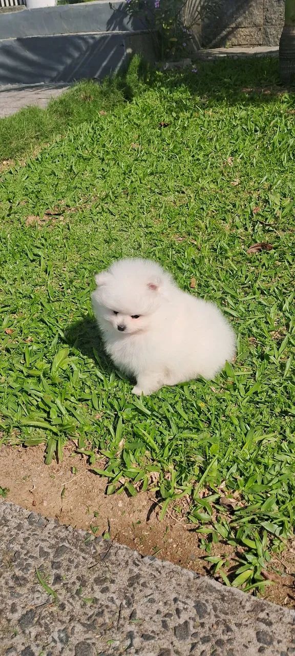 Spitz alemão  - Foto 2