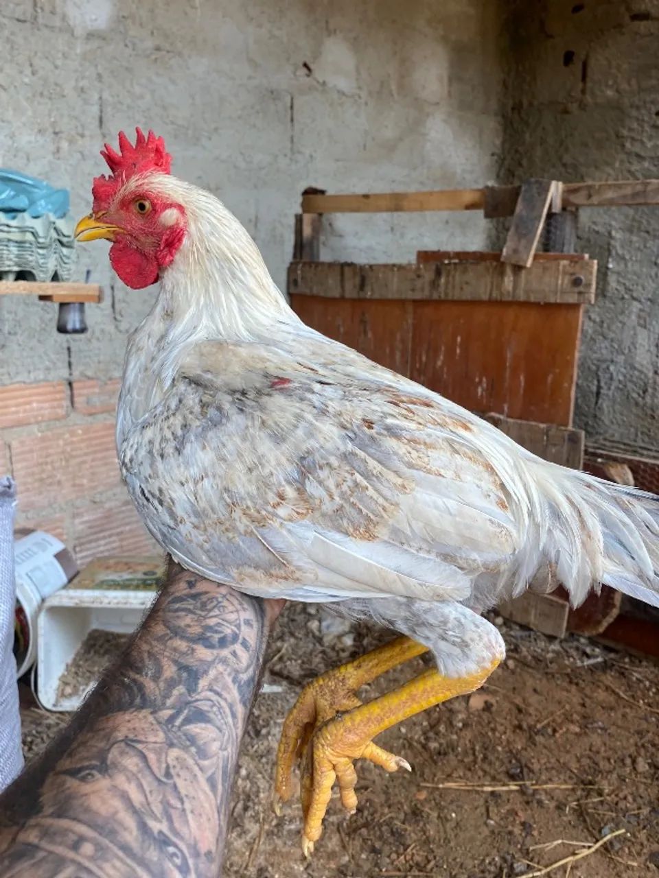 Frango caipira  - Foto 3