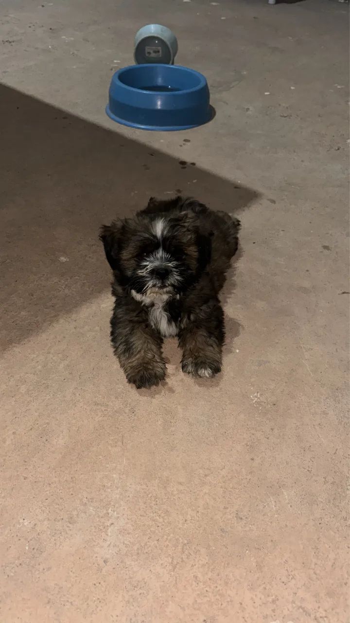 Filhotes de Shih Tzu  - Foto 2