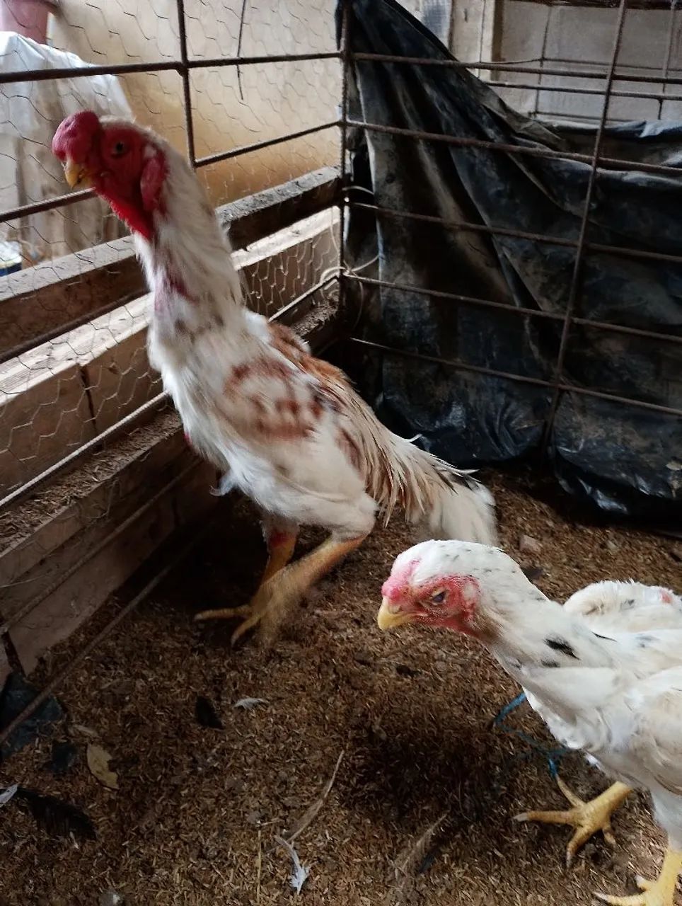 Vendo galinha bico curto  - Foto 3