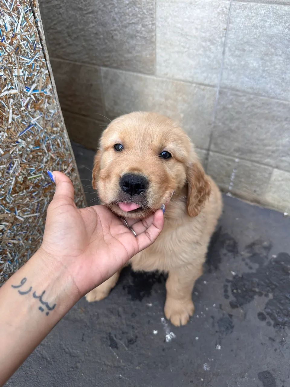 Cachorro