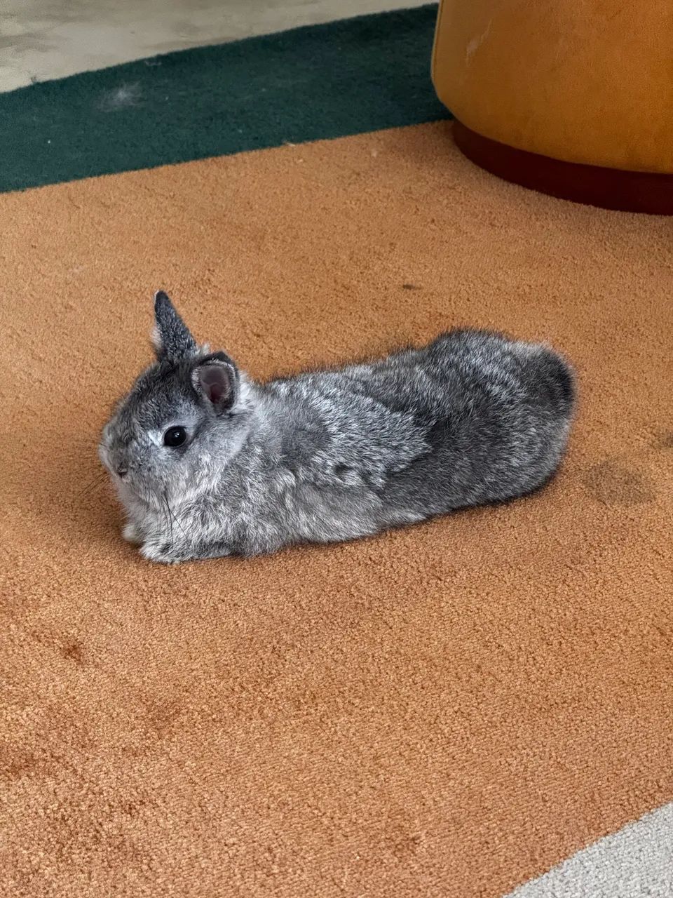 Mine coelhos 