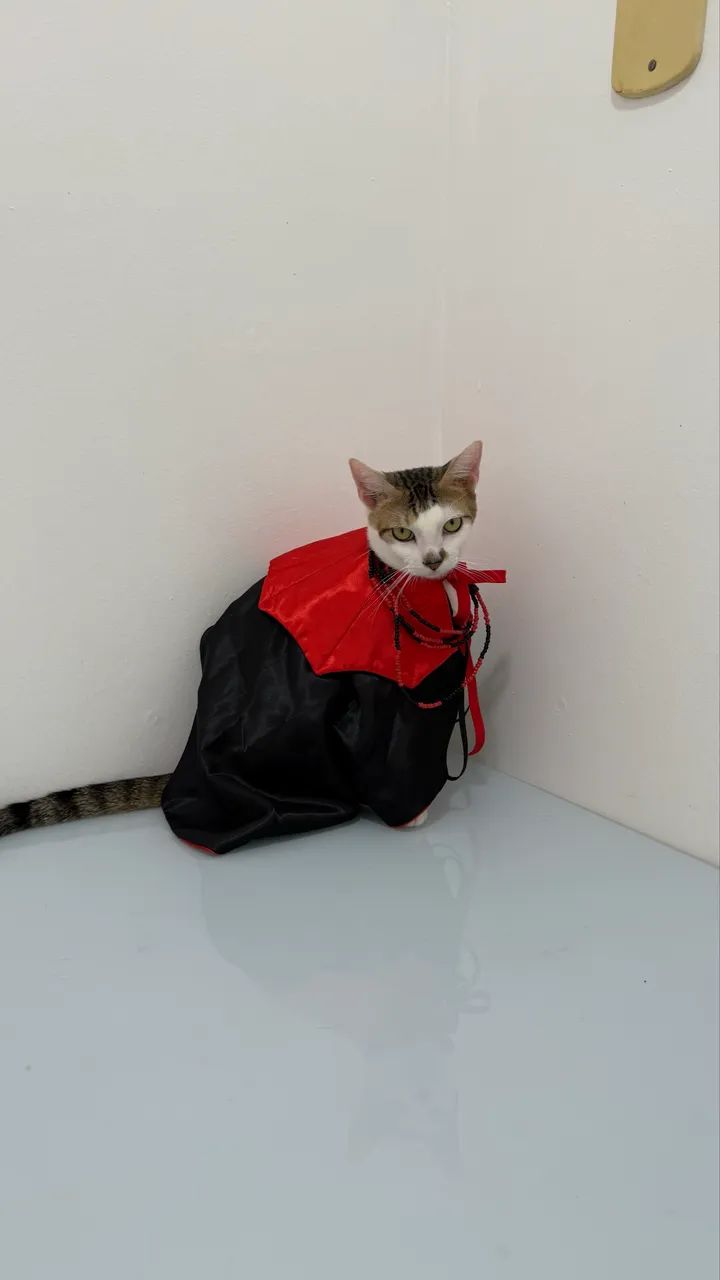 Fantasia Halloween para Pets - Foto 2