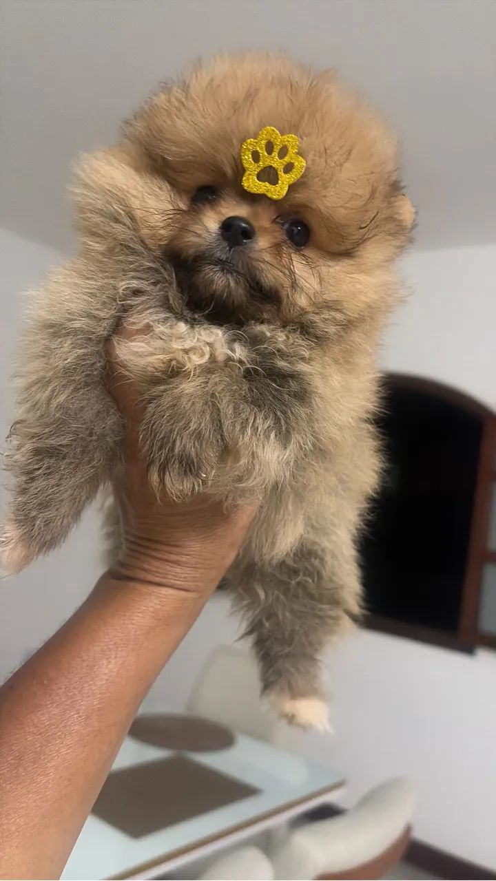 Spitz alemão 