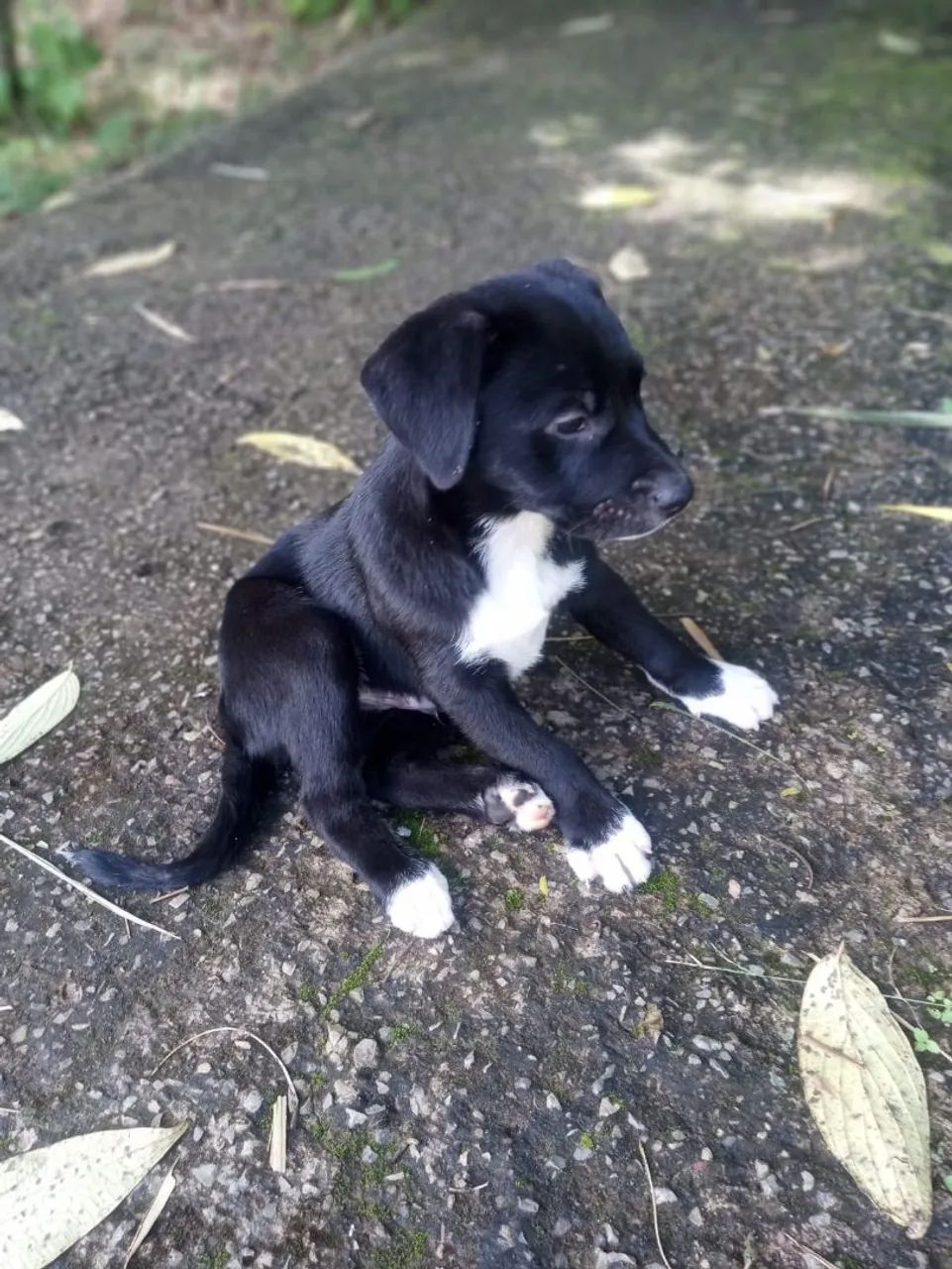 Doação de Cãozinho macho