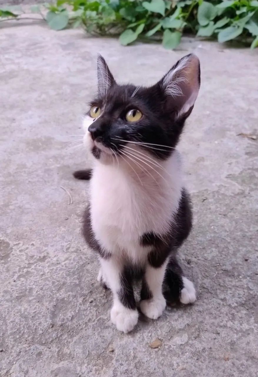 Gatinhos para doação - Timbó, Maracanaú  - Foto 3