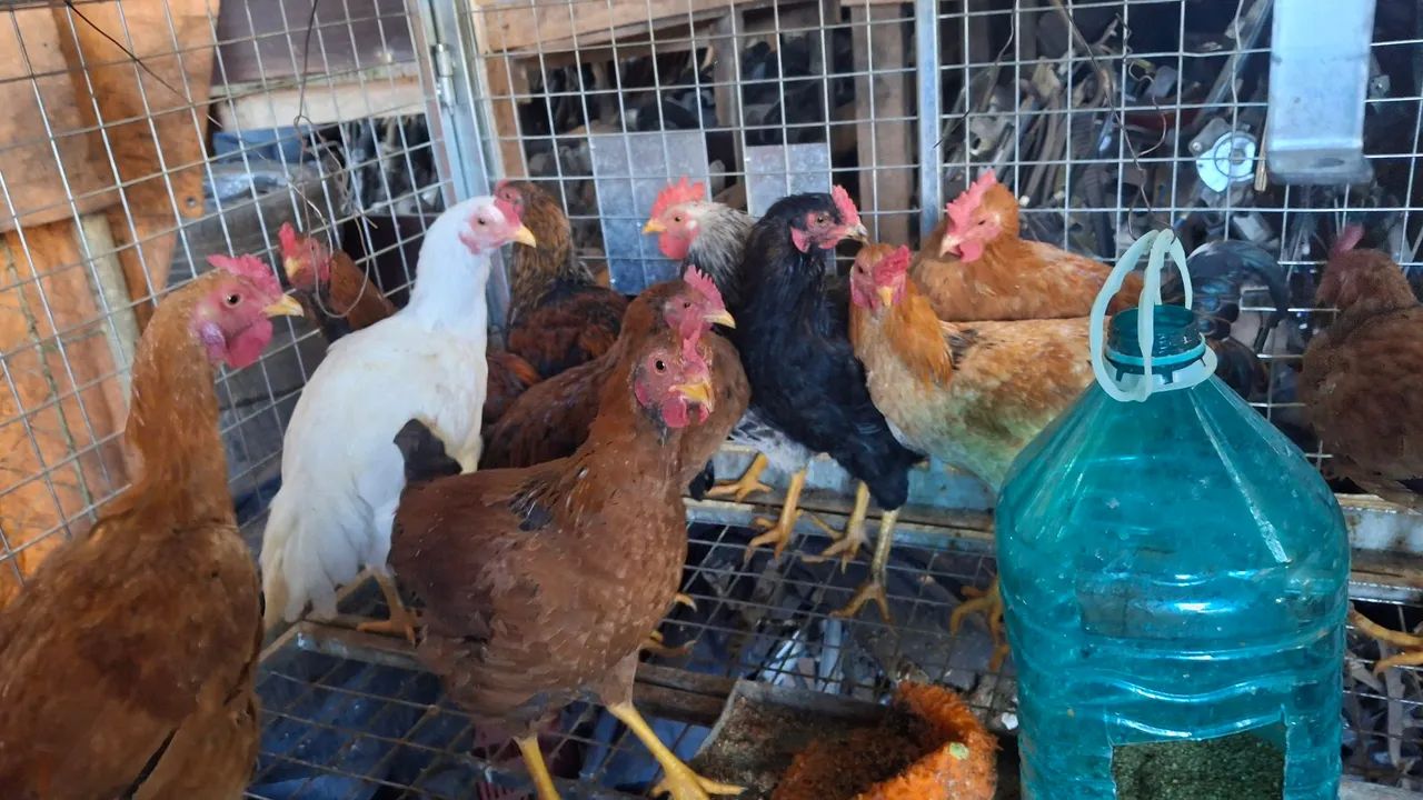 Frango caipira 50$ cada 