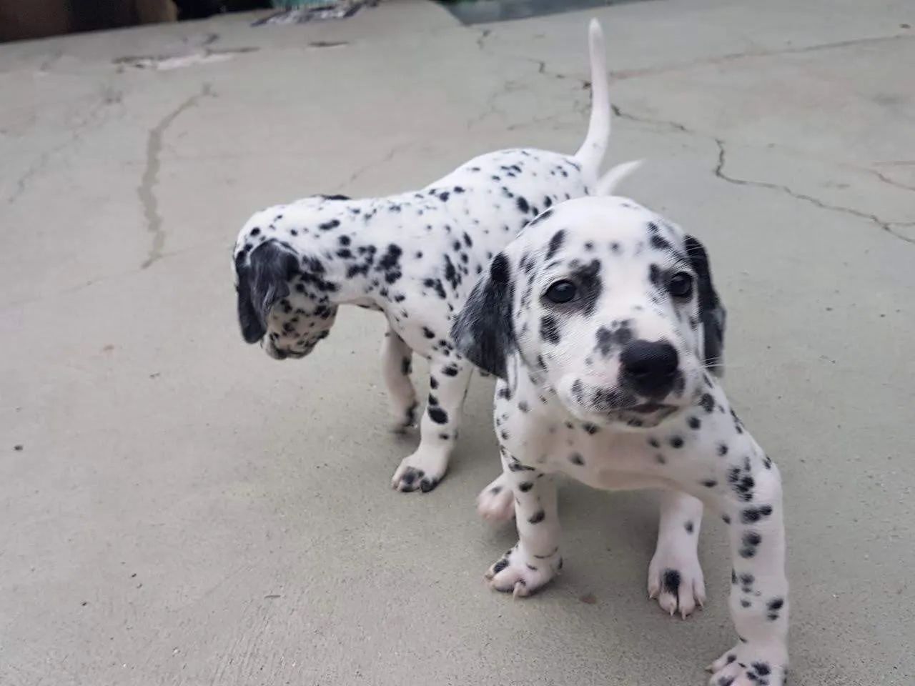 Dalmata encantadores  - Foto 2