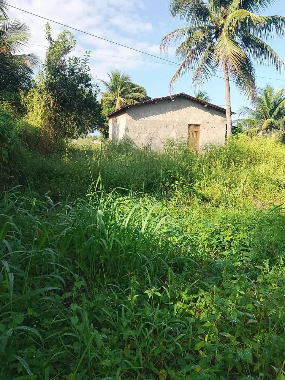 Terreno com árvores de frutas é casa grande. - Foto 2