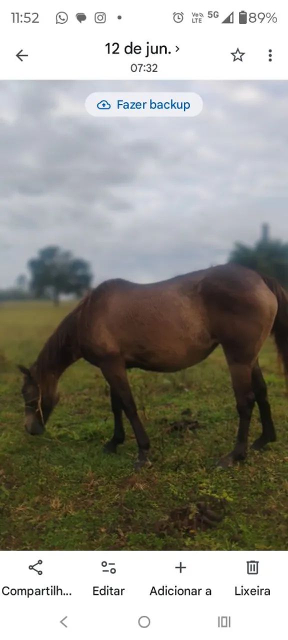 Cavalo  - Foto 3