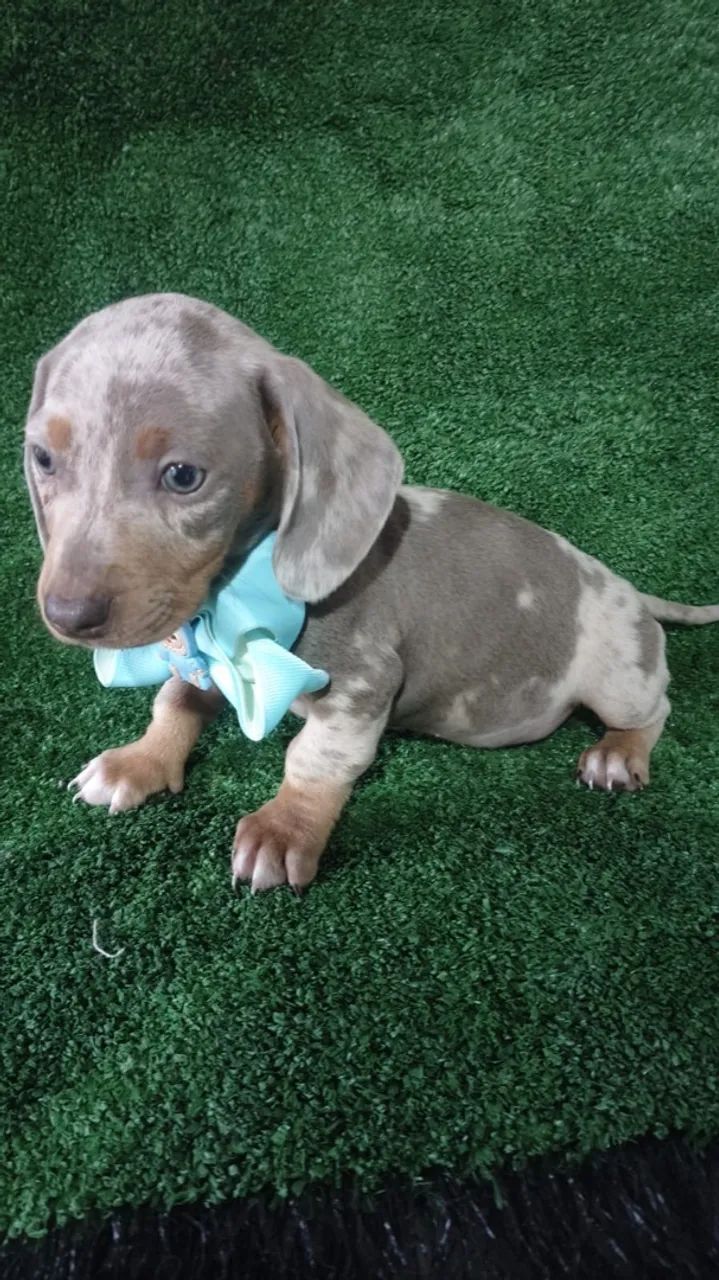 Dachshund Mini  - Foto 4