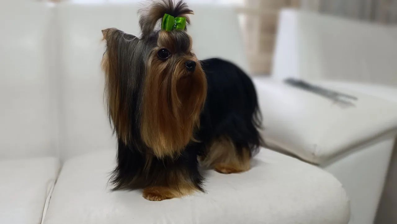 Yorkshire terrier pedigree CBKC  - Foto 5