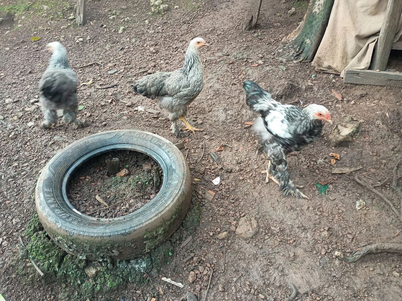 Terno de Brahma dark puros 