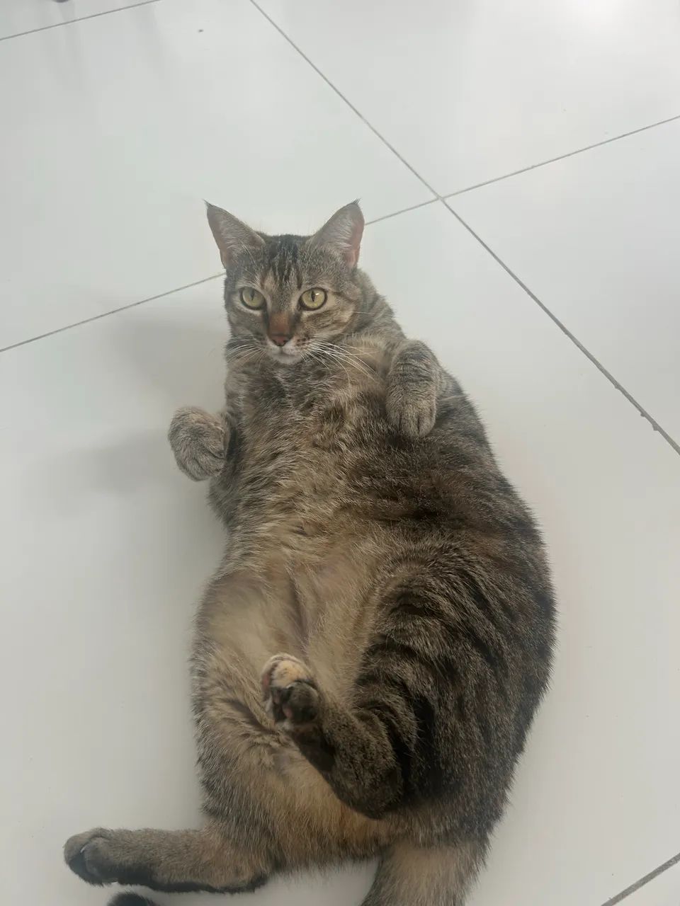 Doação de gatinha 7 anos - NALA  - Foto 2