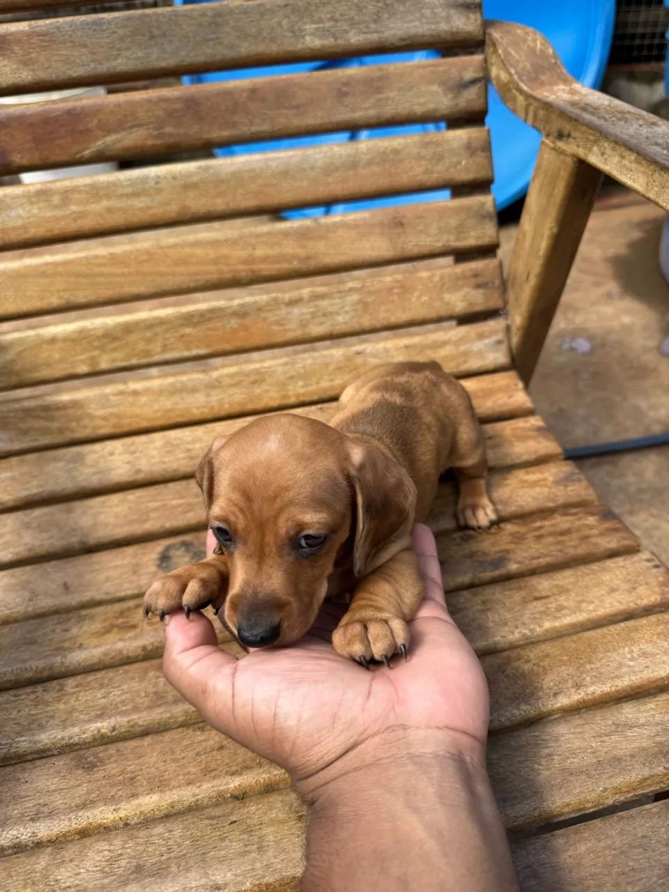 Lindos bebês de Teckel  - Foto 3