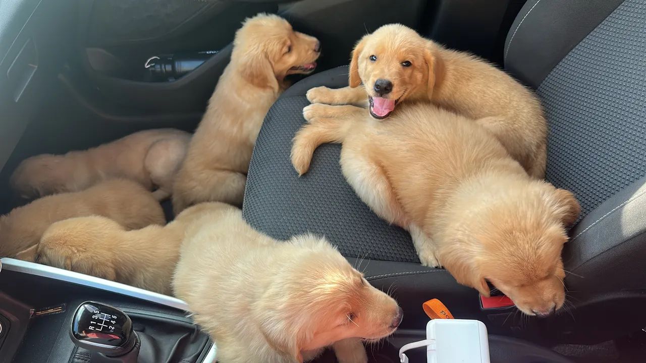 Filhotes de Golden Retriever - Foto 4