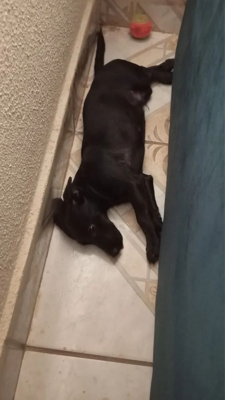 Doação cachorro  - Foto 5