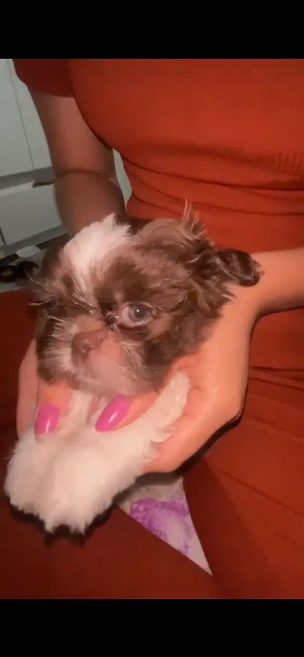 Cachorro
