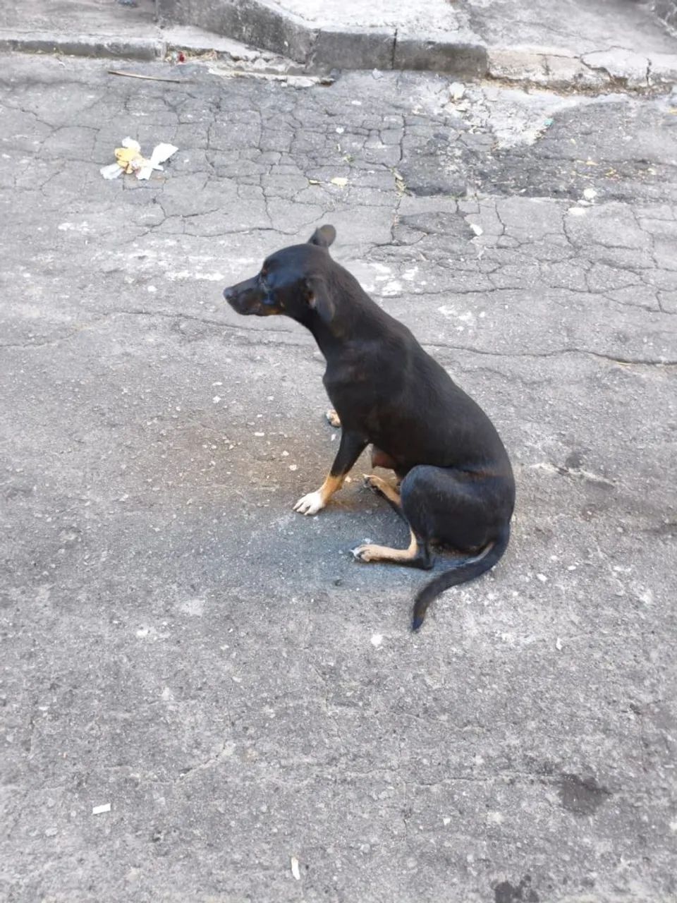 Adoção  - Foto 3