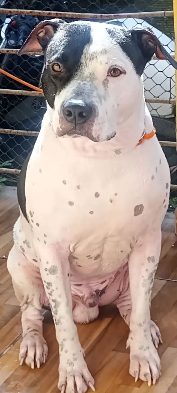 Cães de boa Genética  - Foto 5