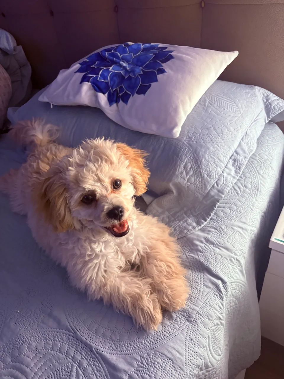 Doação de um poodle toy bege