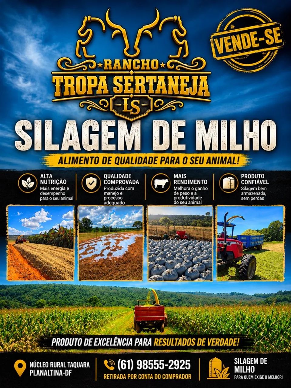Silagem de milho 
