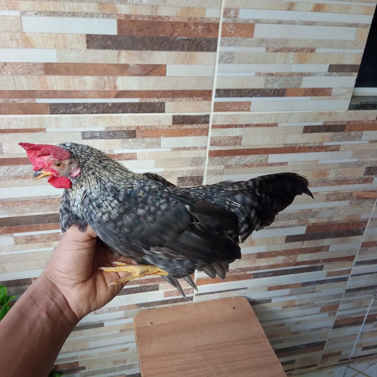 FRANGO GARNISÉ BARRADO  - Foto 3
