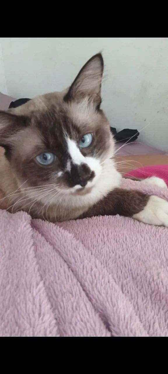 Gato 1 ano