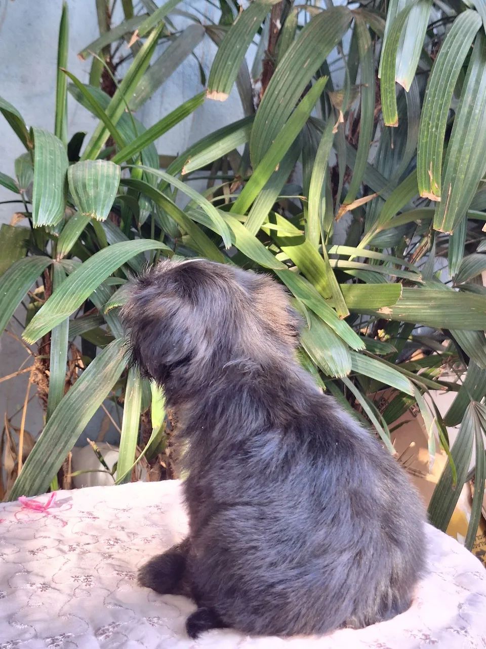 Filhote Shih tzu Macho - Foto 3