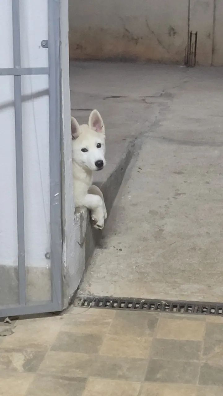 Husky siberiano 