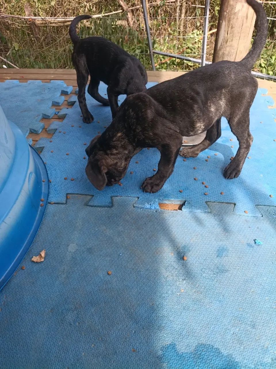 Cane corso 