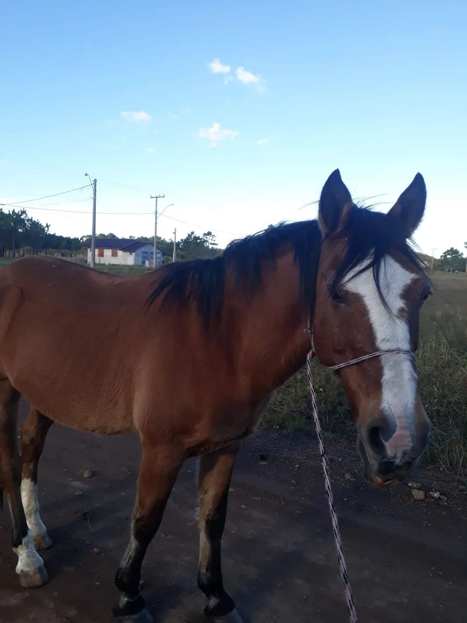 Vendo cavalo criolo 2500 - Foto 2