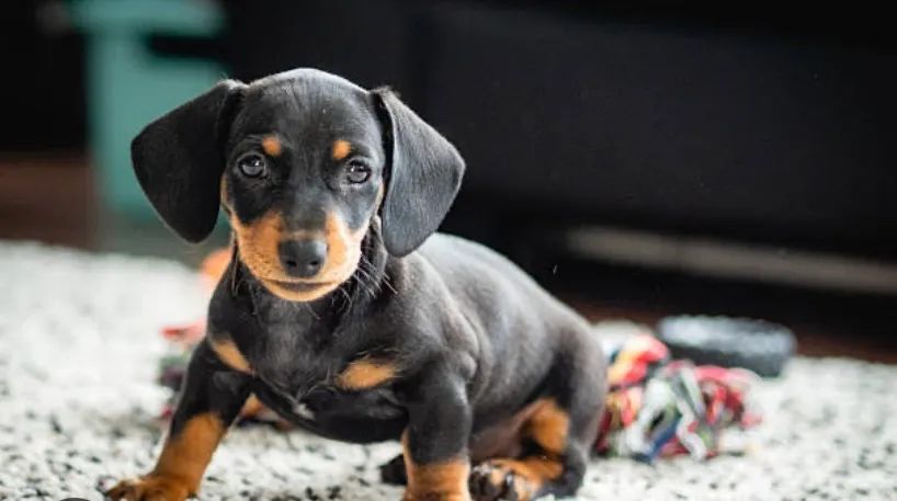Dachshund
