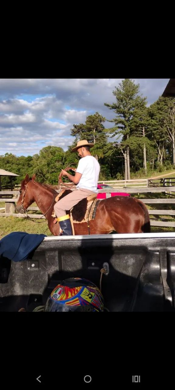 Égua meio sangue QM - Foto 3