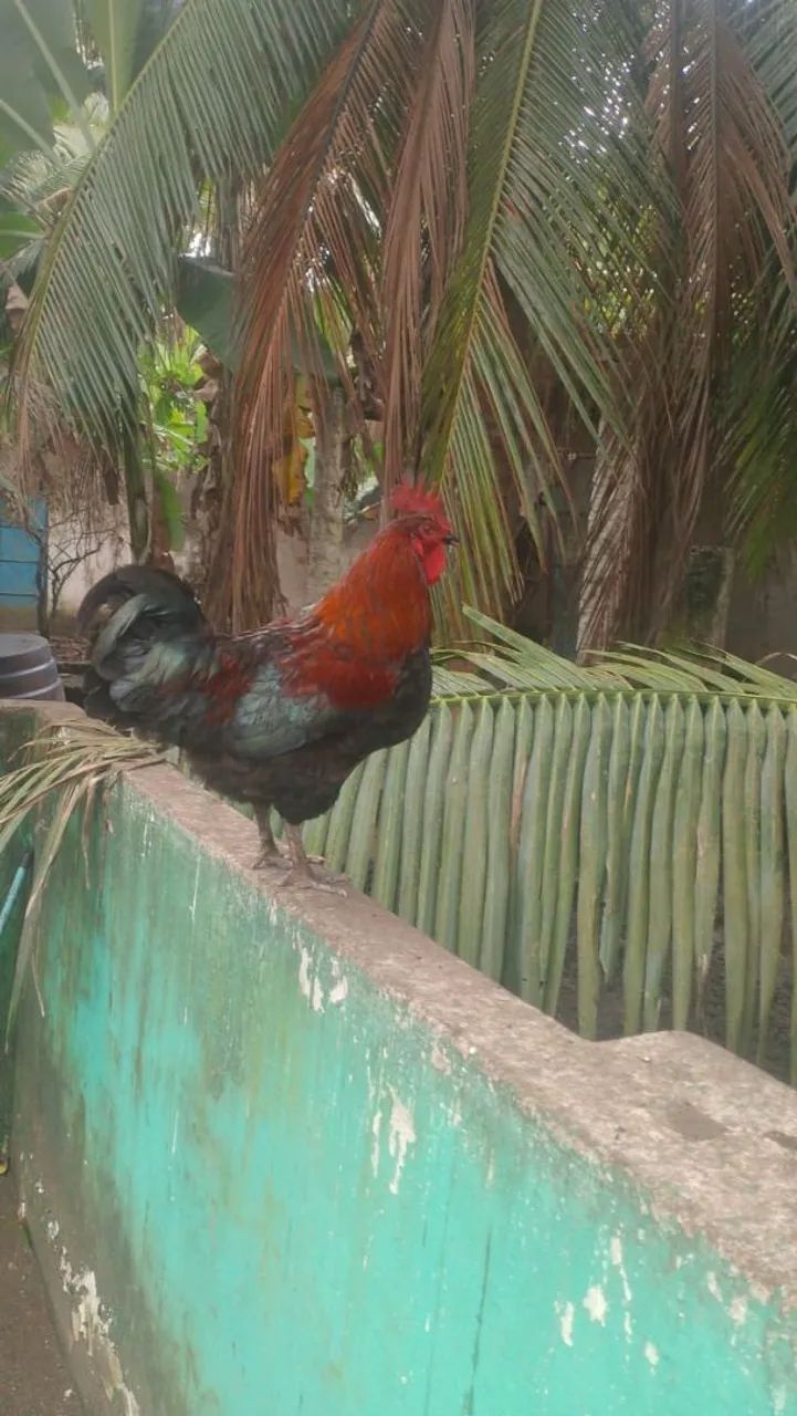 Vendo galinhas e galos caipiras e poedeiras  - Foto 2