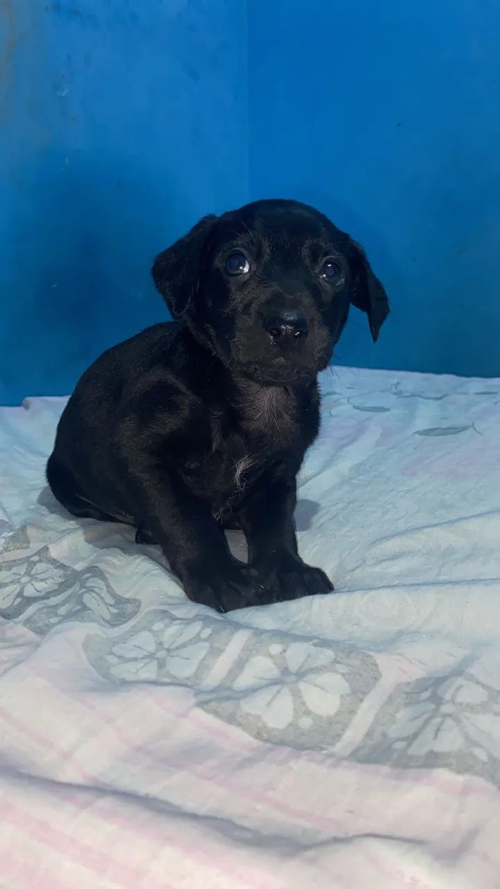 Cachorrinho para doação  - Foto 5