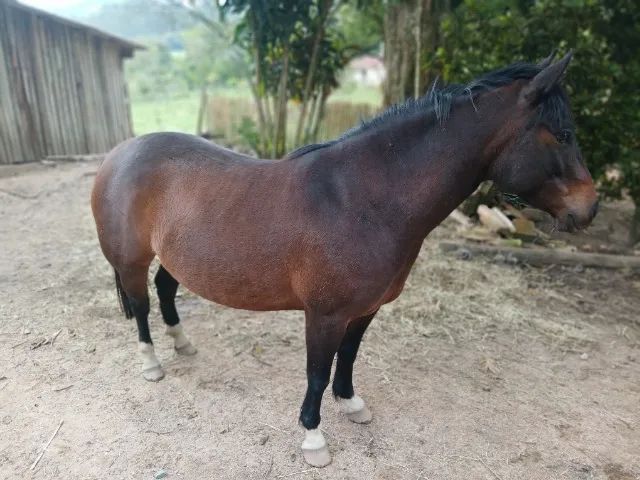 Petiça  égua 7/8 quarto de milha - Foto 4