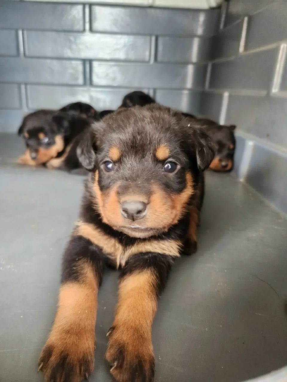 Filhotes de Rottweiller - Foto 3