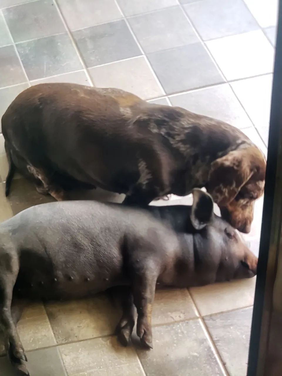 Doa-se porca motivo mudança 