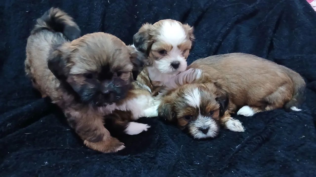 Cachorro  - Foto 4