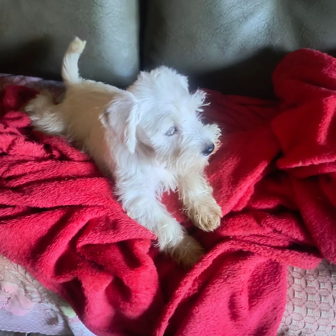 Animais de estimação  - Foto 5