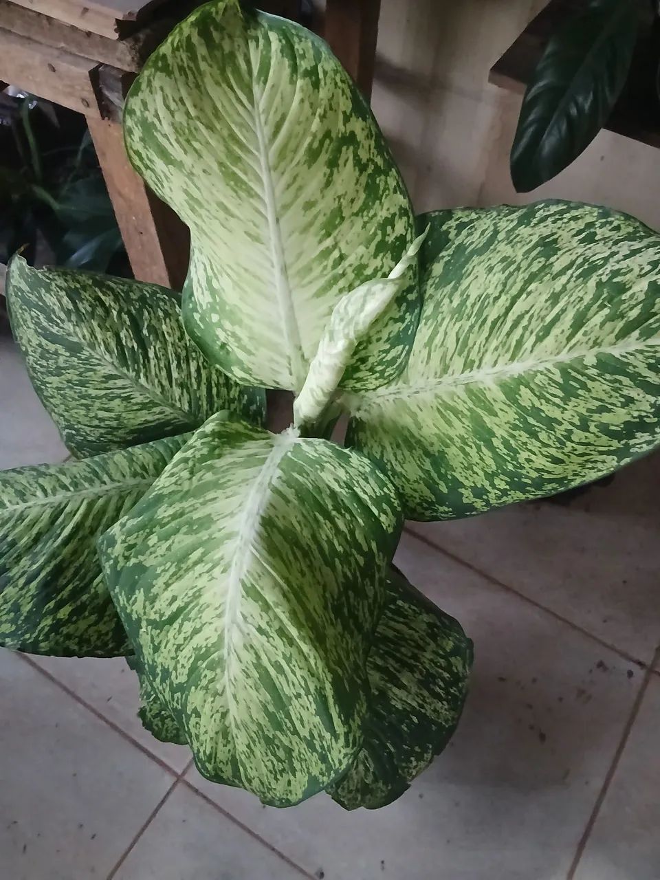 Plantas comigo ninguém pode - Foto 3