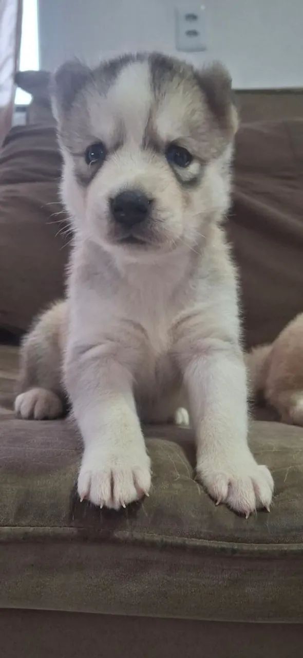 Filhotes de husky siberiano  - Foto 5