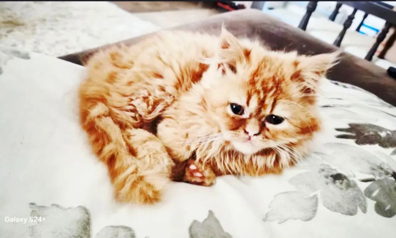 Gatos Persa Com Pedigree - Foto 4